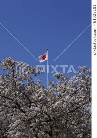 日之丸和櫻花映襯在藍天下 61328181
