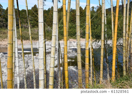 Moso bamboo on the Shimanto riverbank Moso bamboo on the Shimanto riverbank 61328561