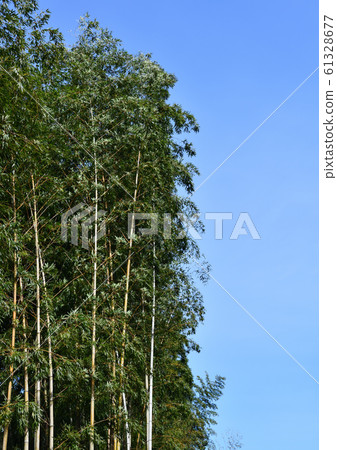 Moso bamboo along the Shimanto River 61328677