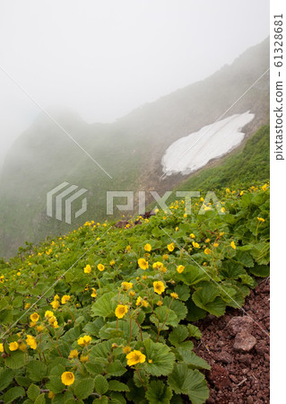 Miyama蘿蔔看到了 61328681