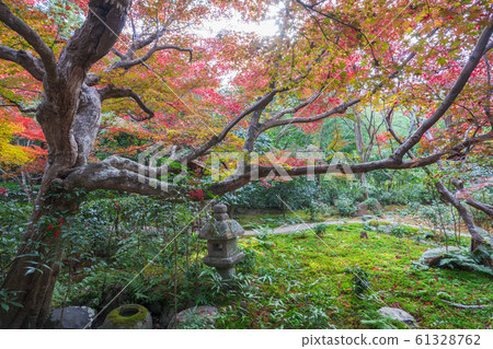 Kyoto: Autumn leaves of Enri-an Kyoto: Autumn leaves of Enri-an 61328762