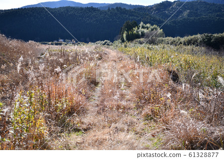 Withered grass Withered grass 61328877