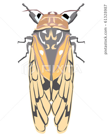 Cicada's illustration Cicada's illustration 61328987