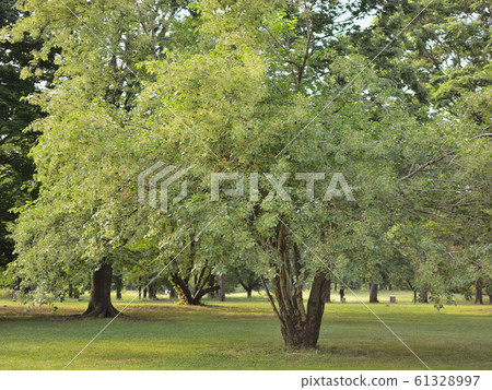 <Musashino>野川春天公園(5月中旬) <Musashino>野川春天公園(5月中旬) 61328997