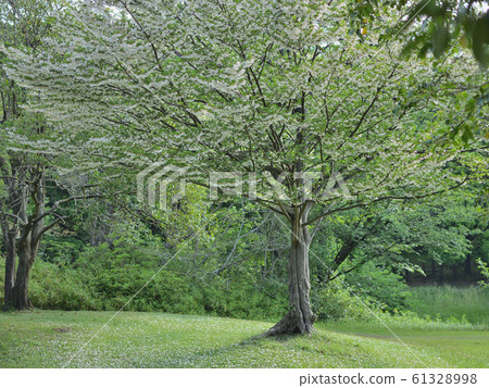 <Musashino>野川春天公園(5月中旬) <Musashino>野川春天公園(5月中旬) 61328998