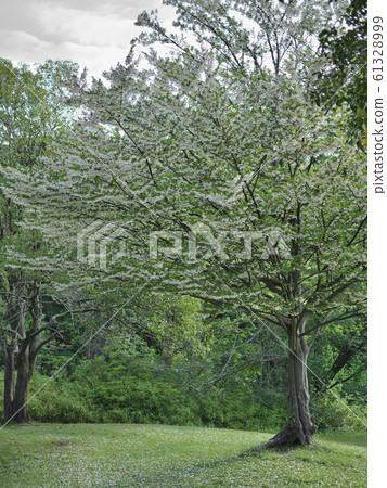 <Musashino>野川春天公園(5月中旬) <Musashino>野川春天公園(5月中旬) 61328999