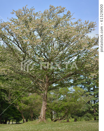 <Musashino>野川春天公園(5月中旬) <Musashino>野川春天公園(5月中旬) 61329000