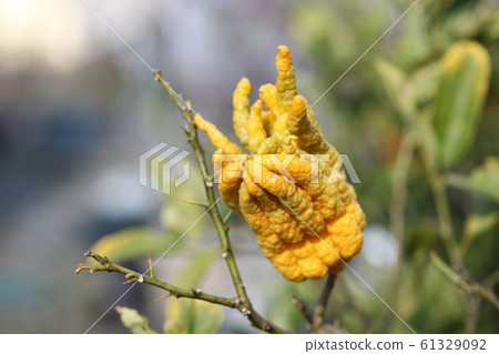 Buddhist altar 61329092