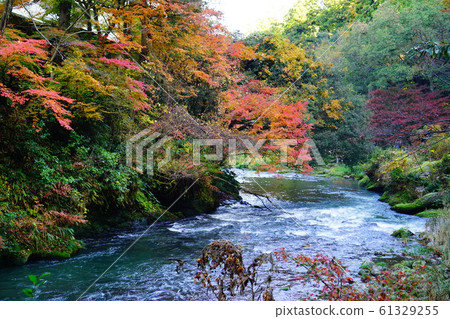 Autumn leaves of Tsurusen River Autumn leaves of Tsurusen River 61329255