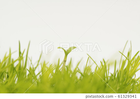 Nemophila Futaba 61329341