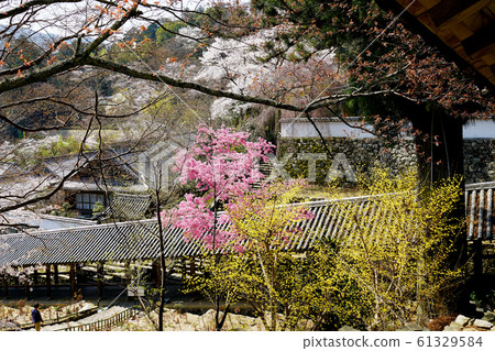 Hase-ji Temple櫻花奈良縣 Hase-ji Temple櫻花奈良縣 61329584