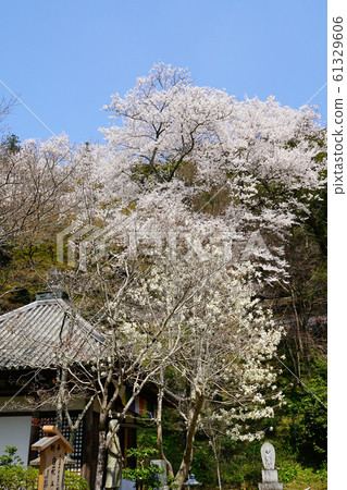 Hase-ji Temple櫻花奈良縣 Hase-ji Temple櫻花奈良縣 61329606