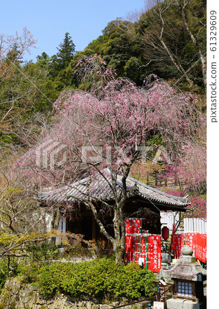 Hase-ji Temple櫻花奈良縣 61329609