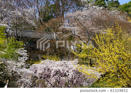 Hase-ji Temple cherry blossoms Nara Prefecture Hase-ji Temple cherry blossoms Nara Prefecture 61329652