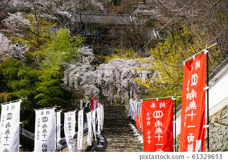 Hase-ji Temple cherry blossoms Nara Prefecture Hase-ji Temple cherry blossoms Nara Prefecture 61329653