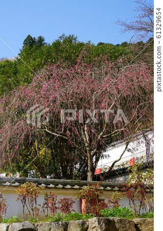 Hase-ji Temple cherry blossoms Nara Prefecture Hase-ji Temple cherry blossoms Nara Prefecture 61329654