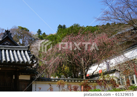 Hase-ji Temple櫻花奈良縣 61329655