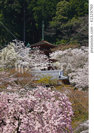 Hase-ji Temple cherry blossoms Nara Prefecture 61329760