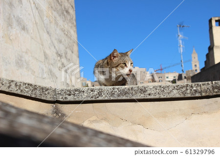 Matera cat Matera cat 61329796