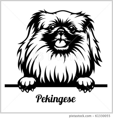 Pekingese - Peeking Dogs - breed face head isolated on white 61330055