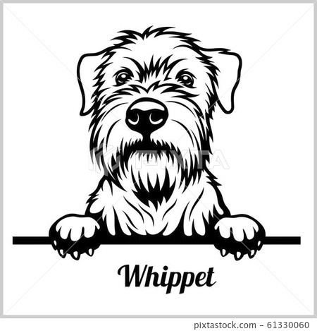 Whippet - Peeking Dogs - breed face head isolated on white 61330060