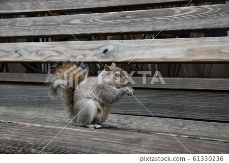 squirrel 61330236