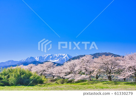 在大山和東洋房的一排櫻花樹 在大山和東洋房的一排櫻花樹 61330279