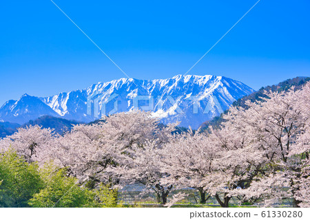 在大山和東洋房的一排櫻花樹 61330280