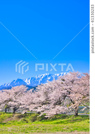 A row of cherry blossom trees in Oyama and Toyobo A row of cherry blossom trees in Oyama and Toyobo 61330283