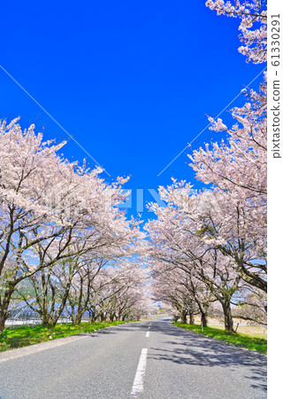 大山豐房的櫻桃樹行 大山豐房的櫻桃樹行 61330291