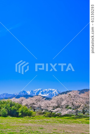 A row of cherry blossom trees in Oyama and Toyobo 61330293