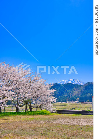 在大山和東洋房的一排櫻花樹 在大山和東洋房的一排櫻花樹 61330295