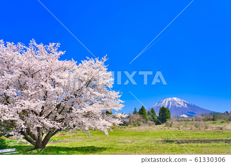 大山和櫻花 61330306