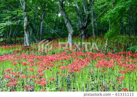 Flower bowl, Yongcheon Temple, Morak Mountain, Hampyeong-gun, Jeonnam, Korea 61331113