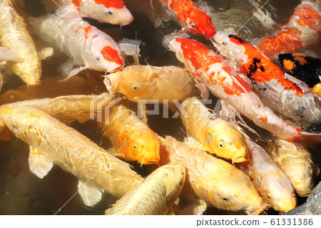 Feeding a Fancy carps, Koishikawa Korakuen garden, 61331386