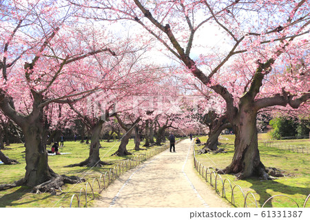 Sakura in Koishikawa Korakuen garden, Okayama, Sakura in Koishikawa Korakuen garden, Okayama, 61331387