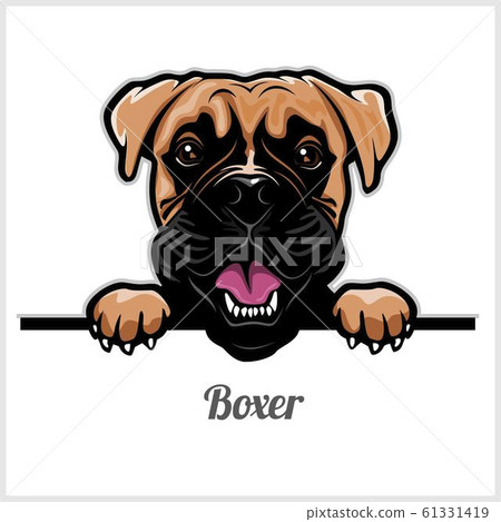 Boxer - Peeking Dogs - breed face head isolated on white 61331419