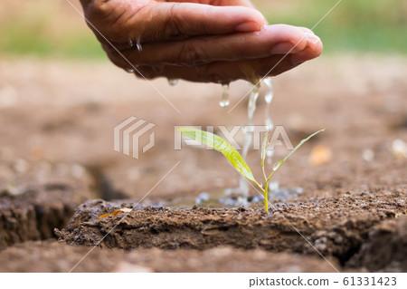 Hand watering the ground barren Hand watering the ground barren 61331423