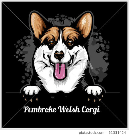 Pembroke Welsh Corgi - Peeking Dogs - breed face head isolated on black Pembroke Welsh Corgi - Peeking Dogs - breed face head isolated on black 61331424