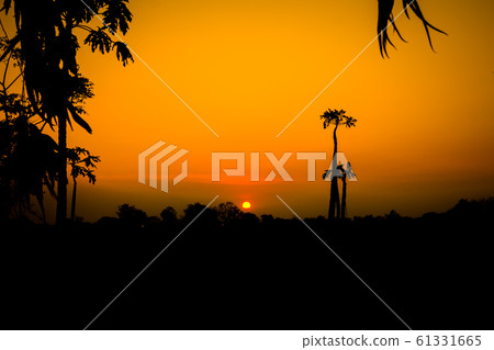 red sunset with a trees silhouette at sunset red sunset with a trees silhouette at sunset 61331665