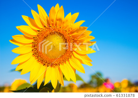 Sunflower in garden with sky background. Sunflower Sunflower in garden with sky background. Sunflower 61331878