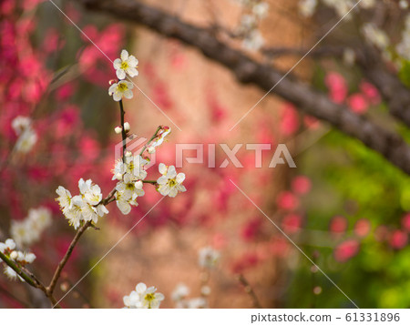 white plum blossom white plum blossom 61331896