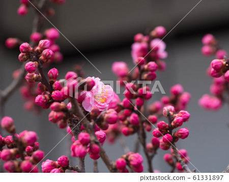 Plum blossom  Plum blossom  61331897