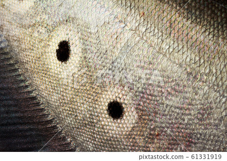 Notopterus chitala fish 61331919