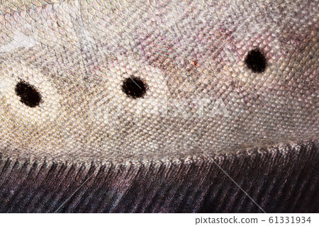 Notopterus chitala fish 61331934