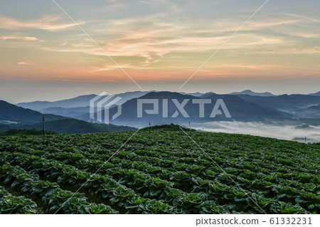 Dawning, Chinese cabbage field, Anbandongi, Wangsan-myeon, Gangneung-si, Gangwon-do, South Korea 61332231
