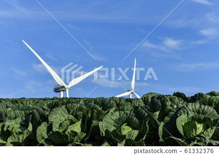 Chinese cabbage field, wind power generator, Anbandonggi, Wangsan-myeon, Gangneung-si, Gangwon-do, South Korea 61332376