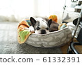 Boston Terrier napping 61332391