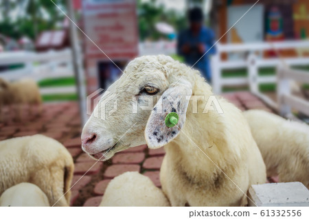 Portrait of cute sheep Portrait of cute sheep 61332556