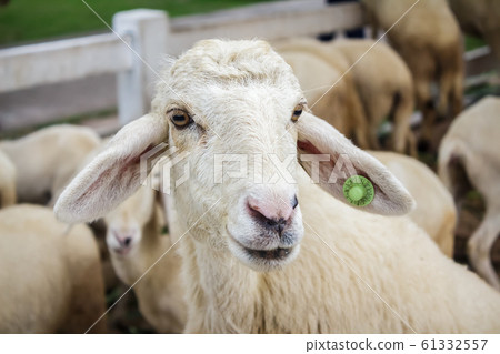 Portrait of cute sheep Portrait of cute sheep 61332557